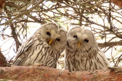 厚真町に生息するフクロウのつがい